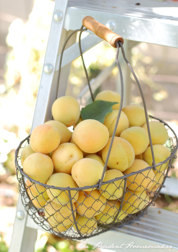 Apricots in Wire Basket The Prudent Homemaker