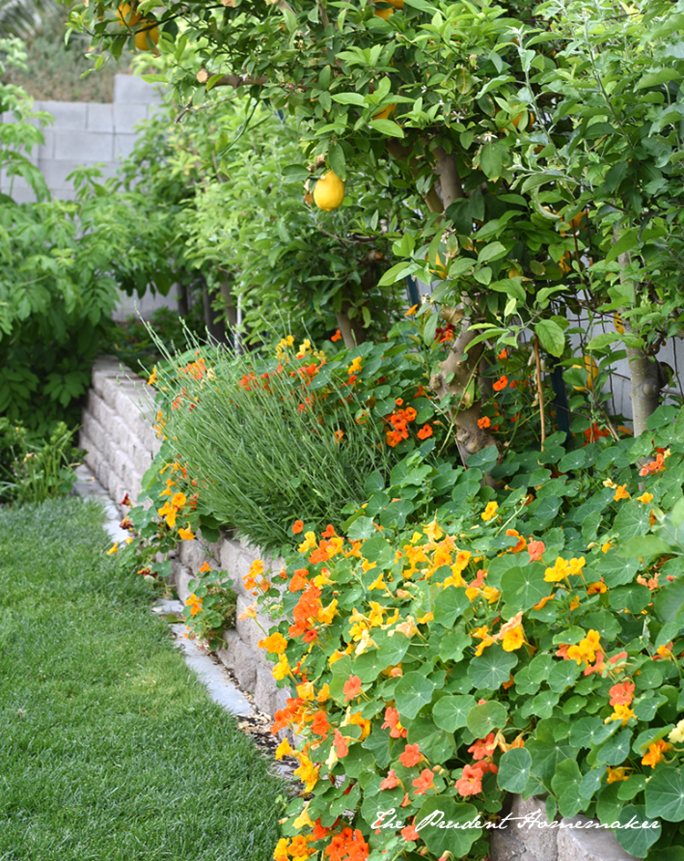 April Garden Nasturiums 2 The Prudent Homemaker