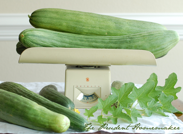 Armenian Cucumbers on Scale The Prudent Homemaker