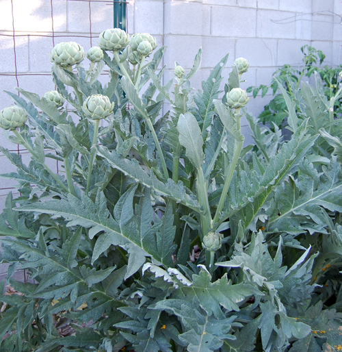 Artichokes growing