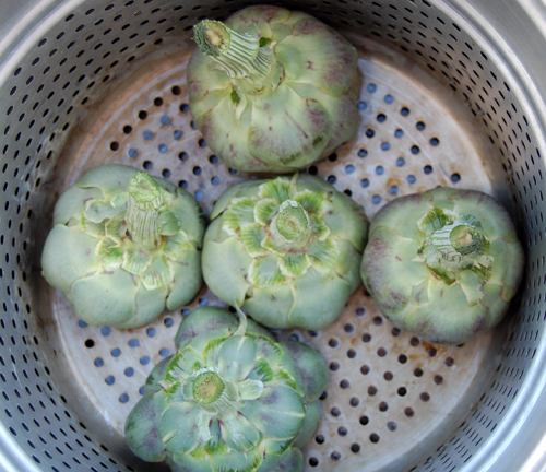 Artichokes in pot