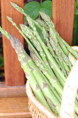 Asparagus in April