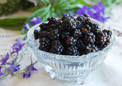 Blackberries in June