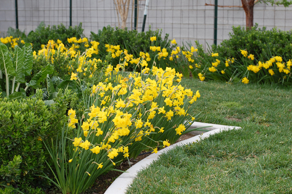 Daffodils in February