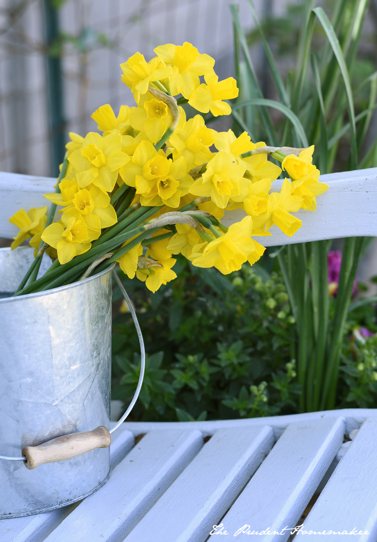 Daffodils in Pail The Prudent Homemaker