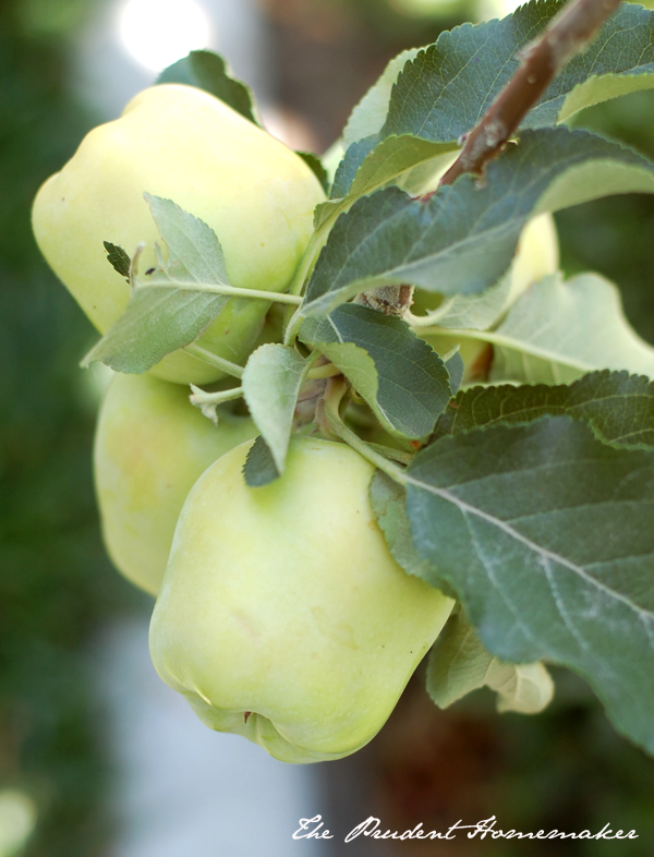 Dorsett Golden Apples The Prudent Homemaker