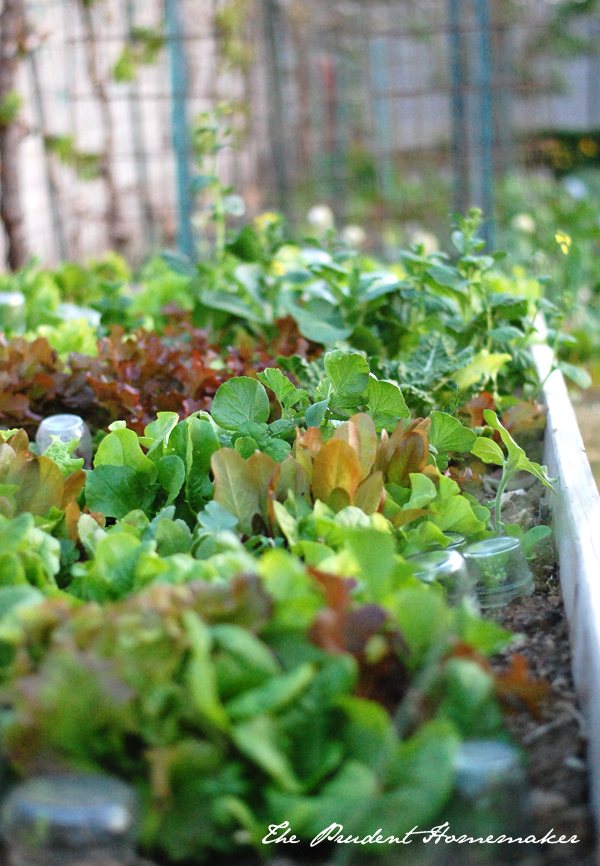 Edible Landscaping Raised Bed