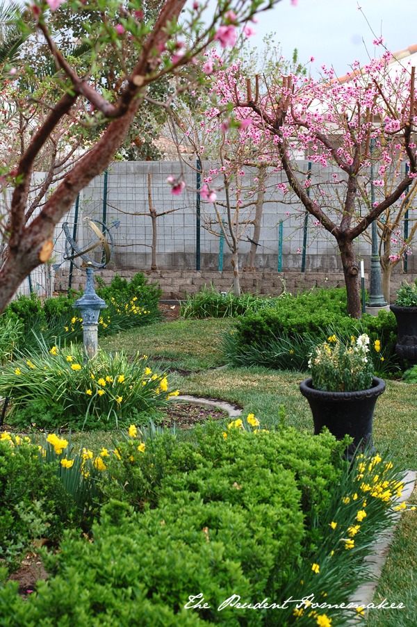 February Rain in the Garden The Prudent Homemaker