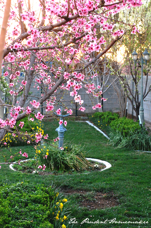 Garden in Early Spring The Prudent Homemaker