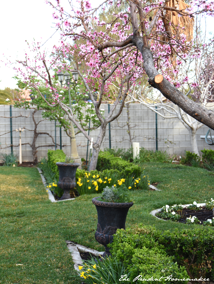 Garden in March Peaches and Daffodils The Prudent Homemaker