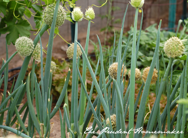 Green Onion Row The Prudent Homemaker