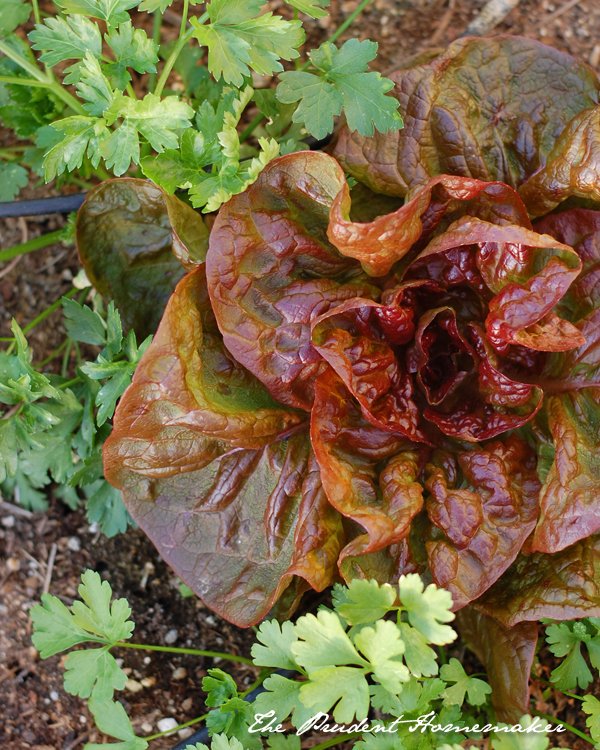 Lettuce and Parsley The Prudent Homemaker