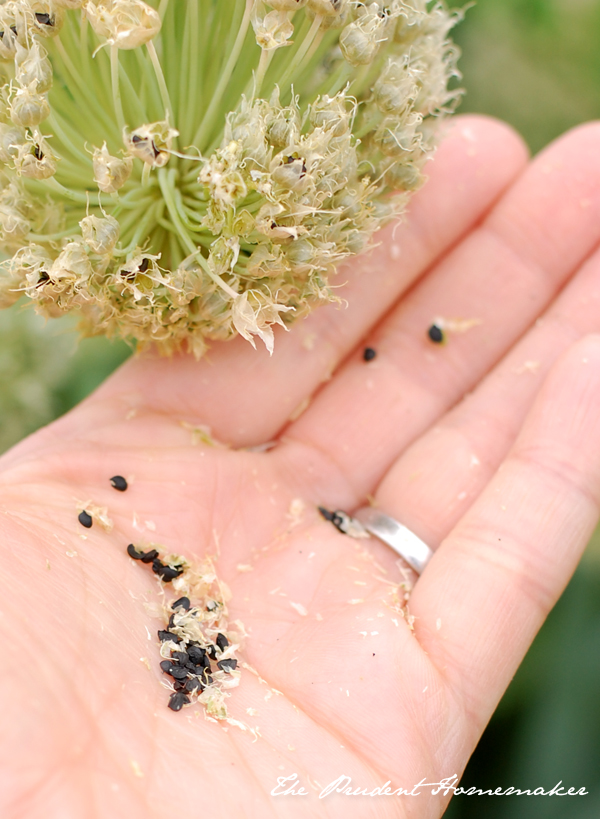 Onion Seeds in hand The Prudent Homemaker