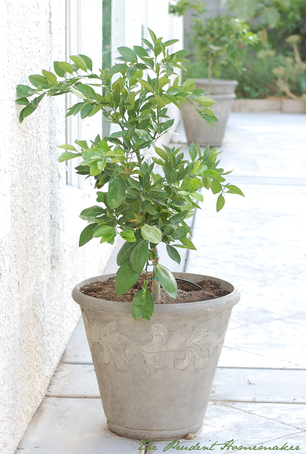 Orange Trees in Pots The Prudent Homemaker