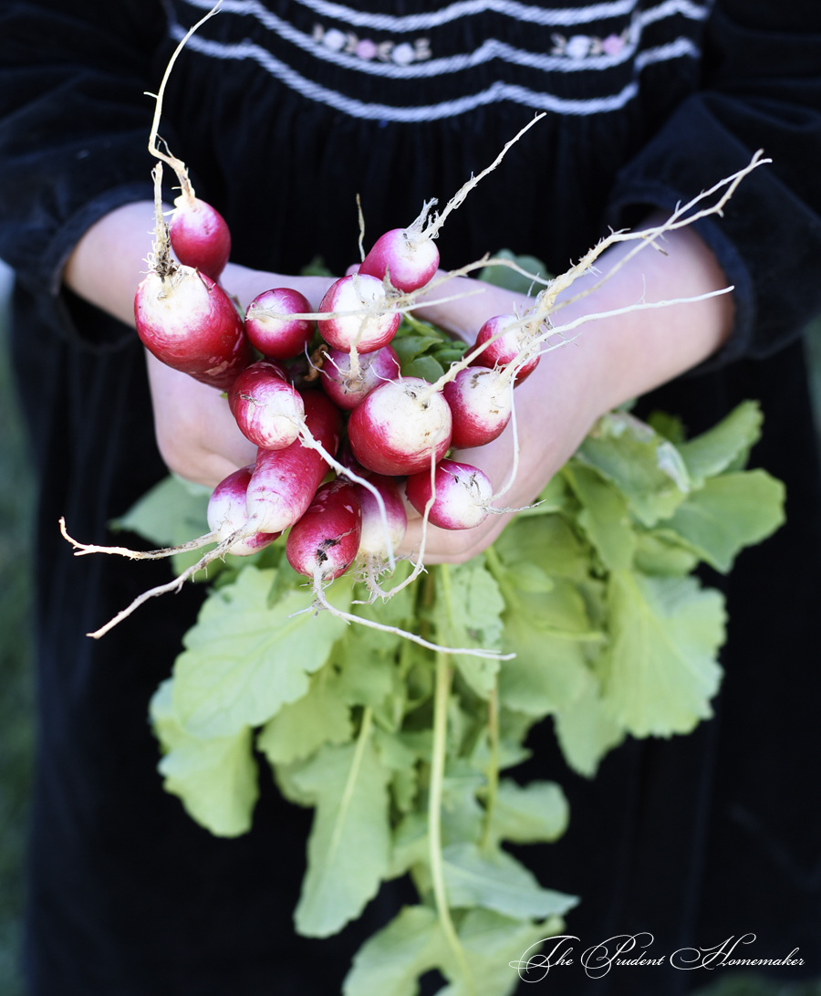 Radish Bouquet The Prudent Homemaker