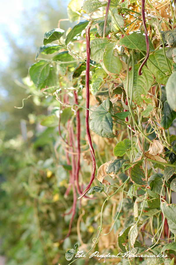 Red Noodle Beans in the Garden The Prudent Homemaker