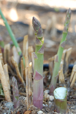 Slide Show Asparagus