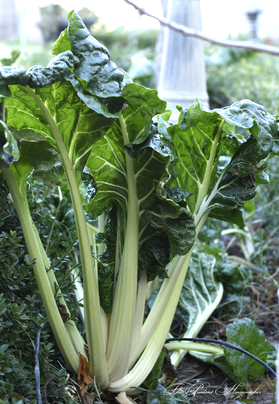 Swiss Chard in the Garden The Prudent Homemaker