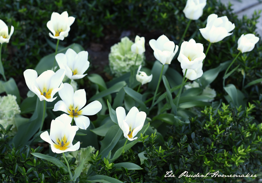 Tulips 2 The Prudent Homemaker