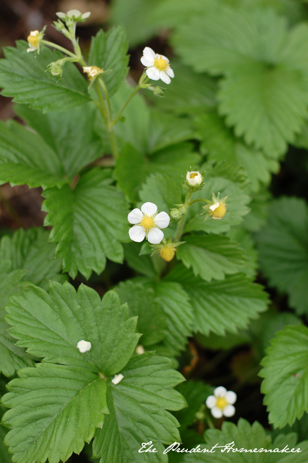 White Alpine Strawberries The Prudent Homemaker