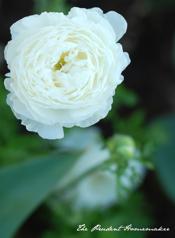 White Garden in April Ranunculus 2 The Prudent Homemaker