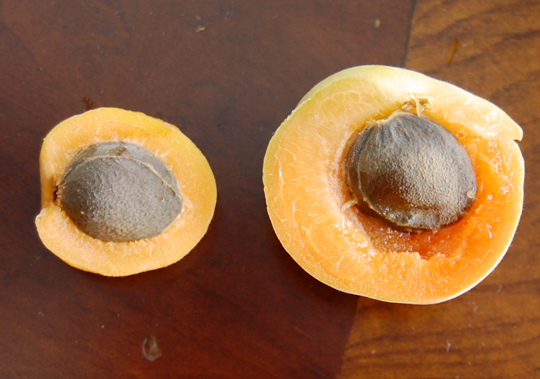 apricot thinning