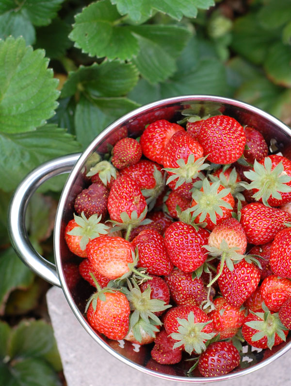 Strawberries The Prudent Homemaker