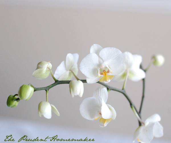 Orchid 4 The Prudent Homemaker