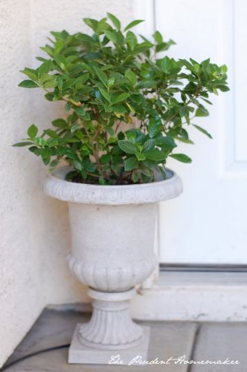 Large pots and plants on the terrace - Greenspired