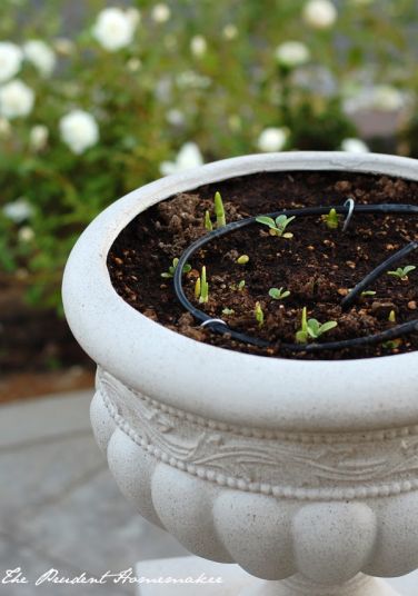 Large pots and plants on the terrace - Greenspired