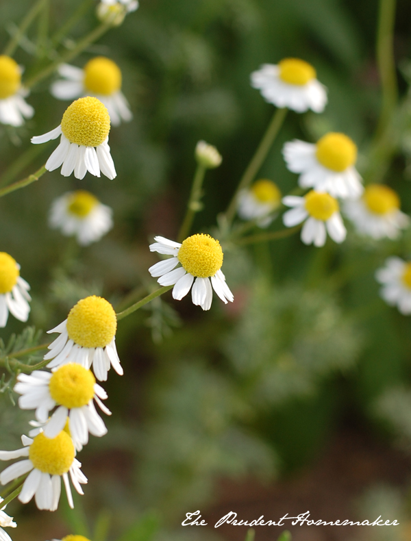 Chamomile The Prudent Homemaker