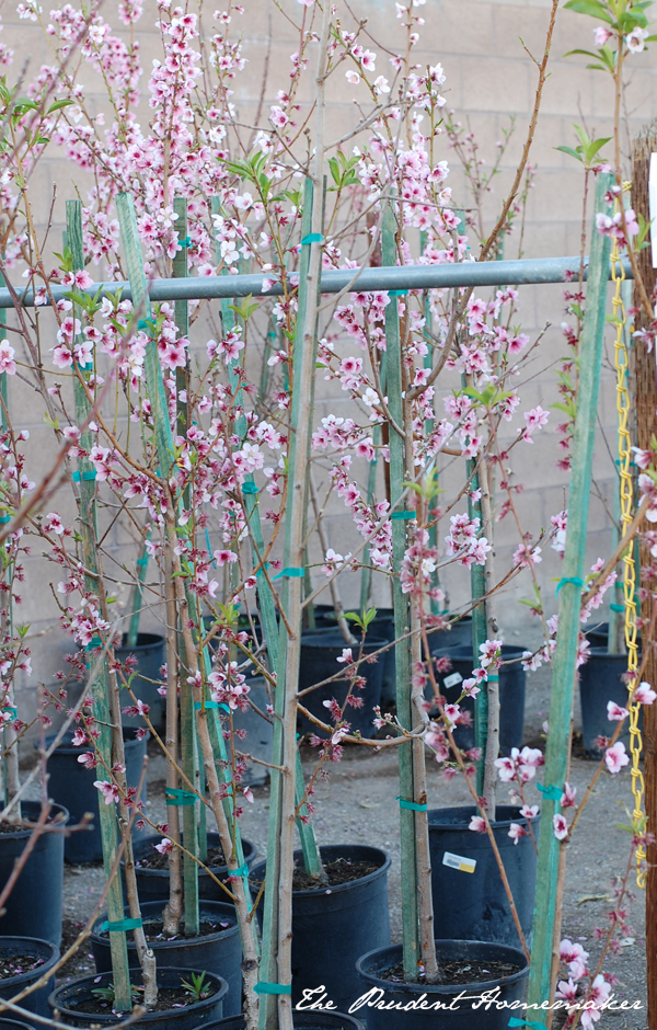 Fruit Trees at the Nursery The Prudent Homemaker