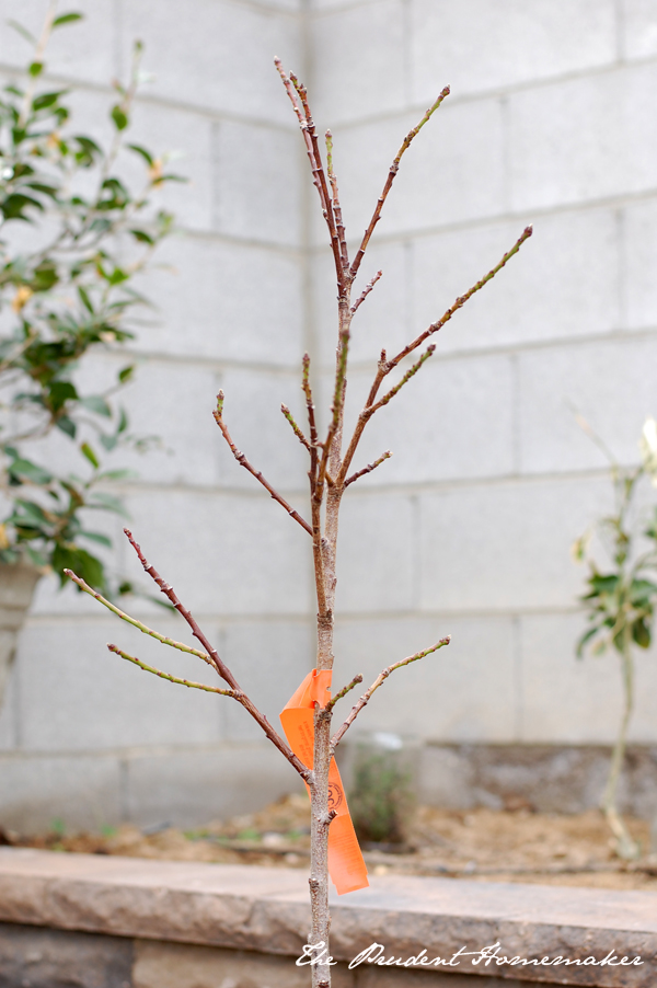 Peach tree in dormancy The Prudent Homemaker