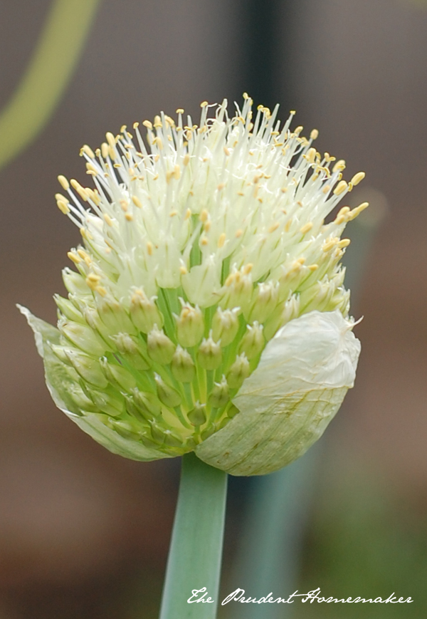 Green Onion Flower The Prudent Homemaker