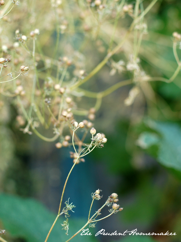 Cilantro Seeds aka Coriander The Prudent Homemaker