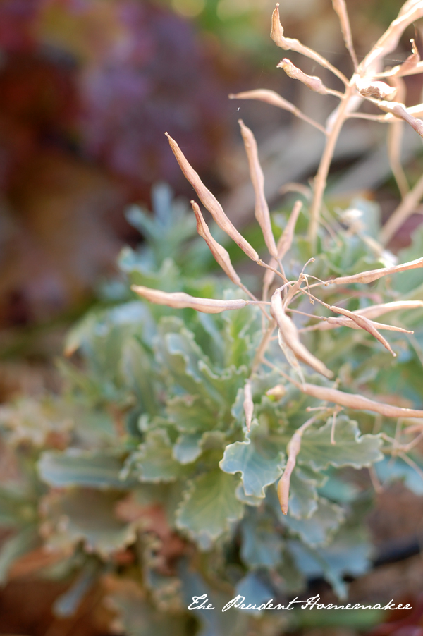 Decorative Kale In Seed The Prudent Homemaker