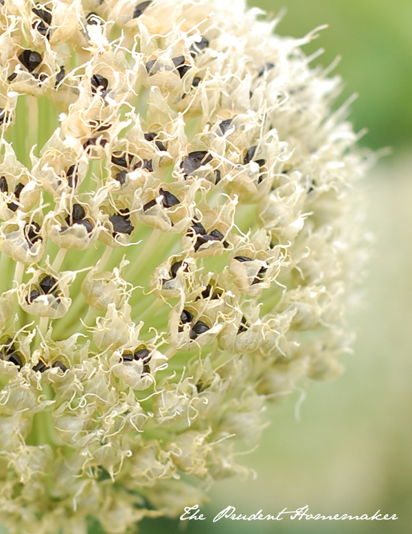 Green Onion Seeds The Prudent Homemaker