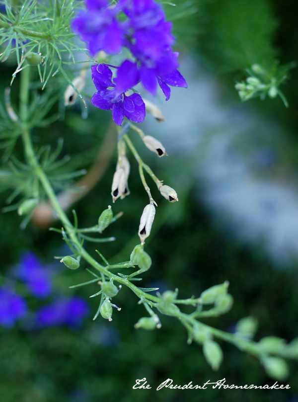 Larkspur Seeds The Prudent Homemaker