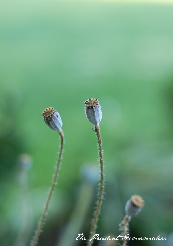 Poppy Seed Pods The Prudent Homemaker