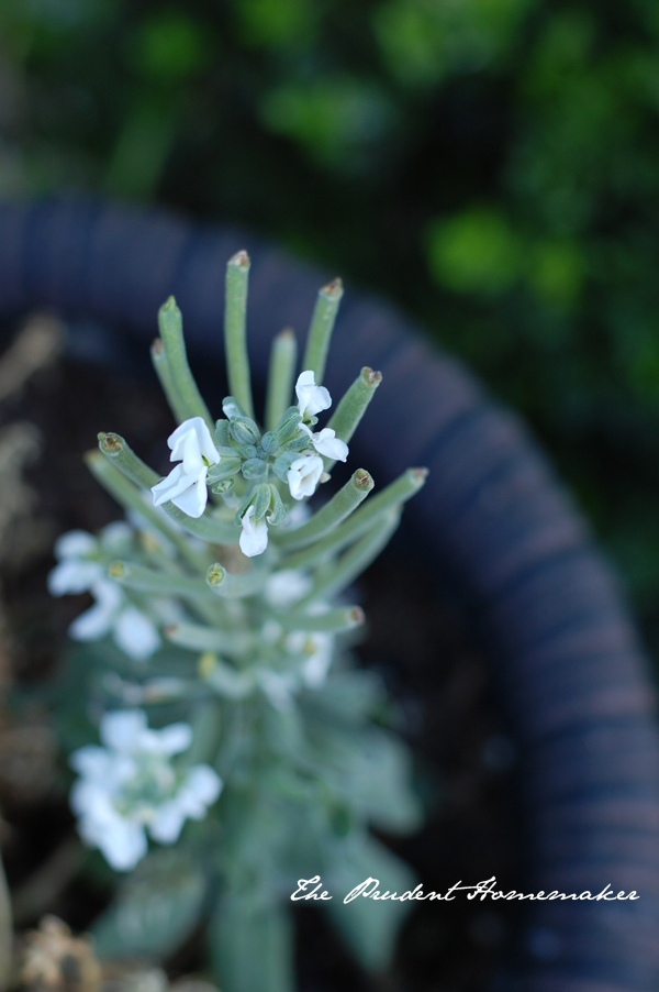 Stock going to seed The Prudent Homemaker