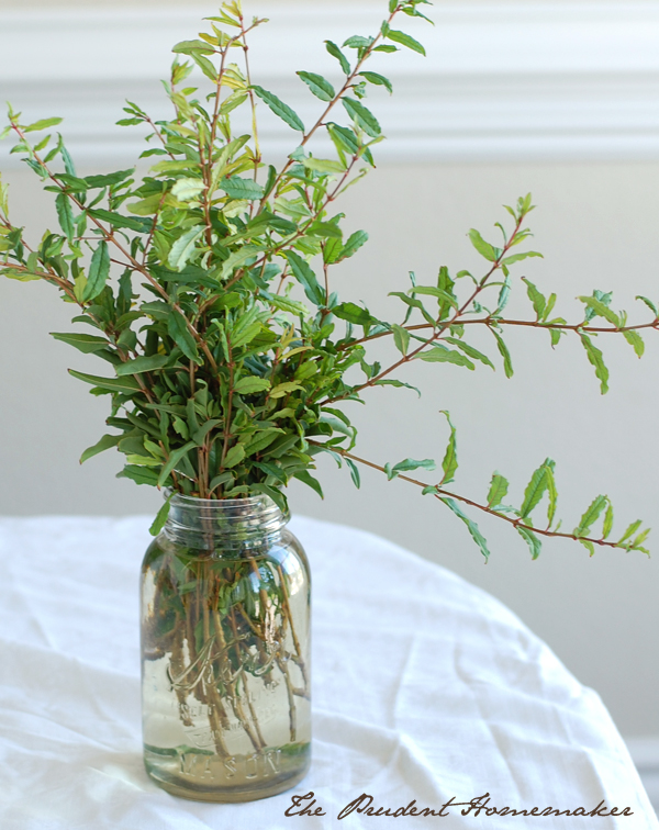 Pomegranate Branches The Prudent Homemaker