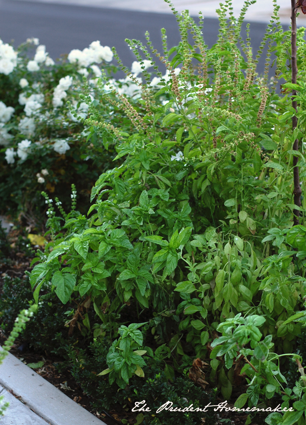 Basil in the garden The Prudent Homemaker