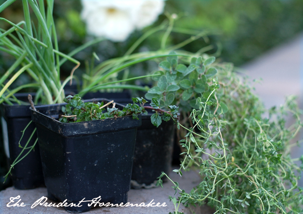 Herb Garden Gift The Prudent Homemaker