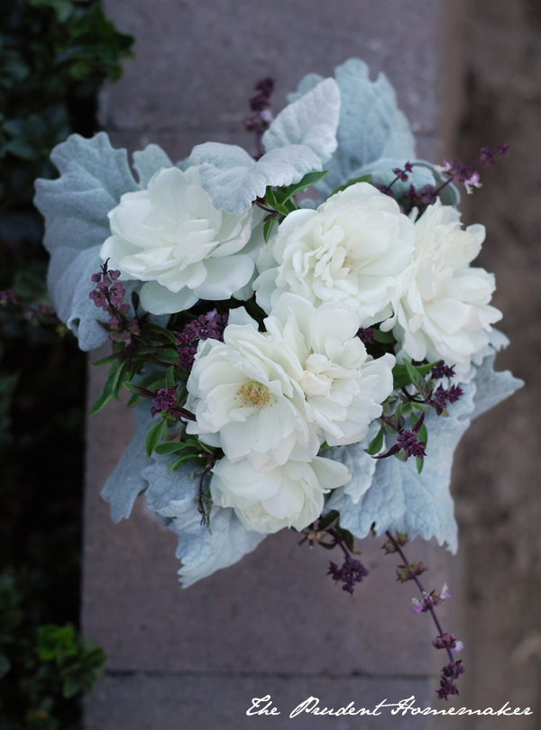 Roses Thai Basil Dusty Miller The Prudent Homemaker