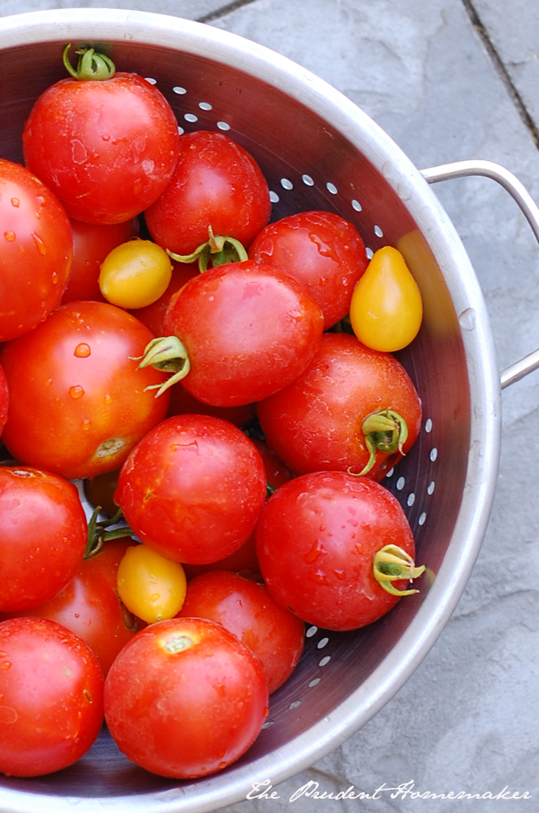 Tomatoes in Colander The Prudent Homemaker