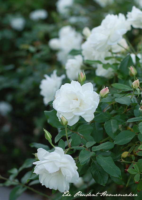 White Roses in November The Prudent Homemaker
