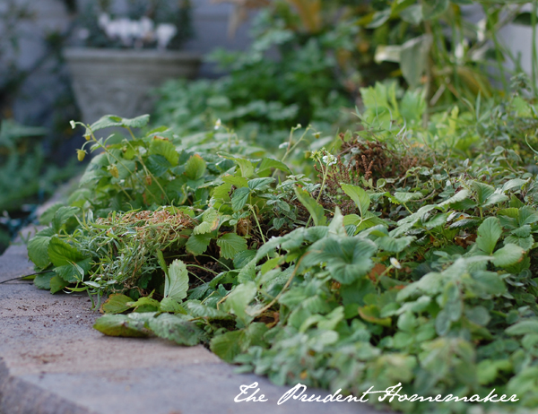 Herb Garden The Prudent Homemaker