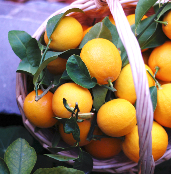 Meyer Lemons Square The Prudent Homemaker