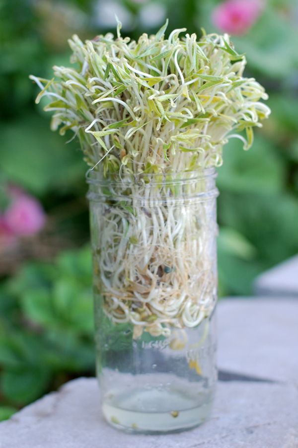 Bean Sprouts The Prudent Homemaker