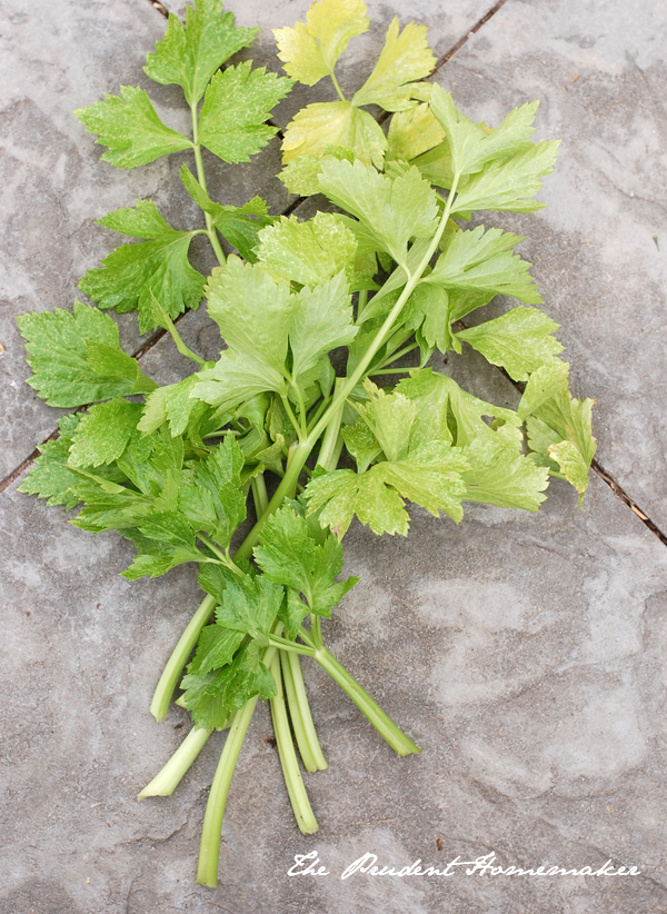 Celery The Prudent Homemaker